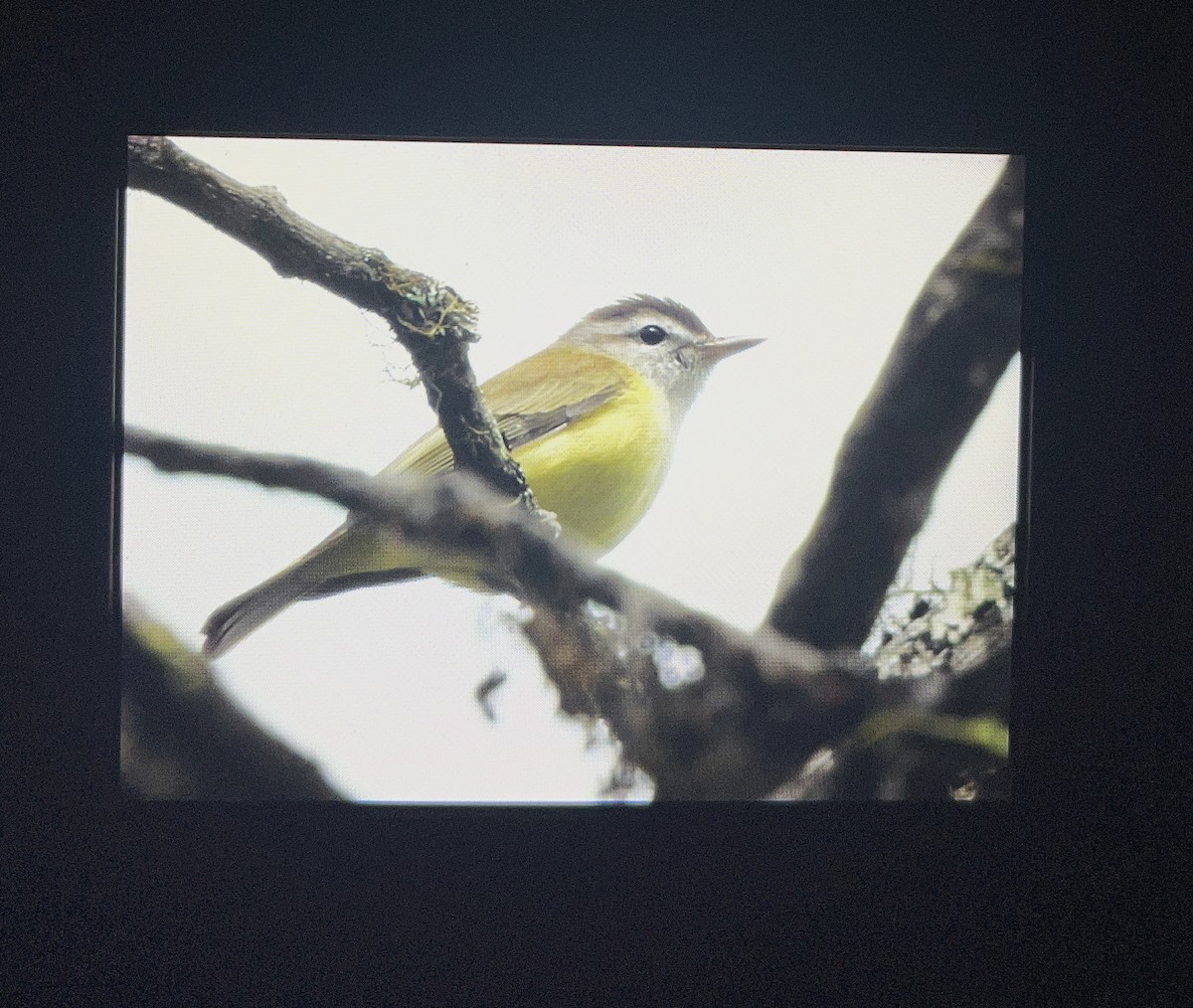 Brown-capped Vireo - ML642313053