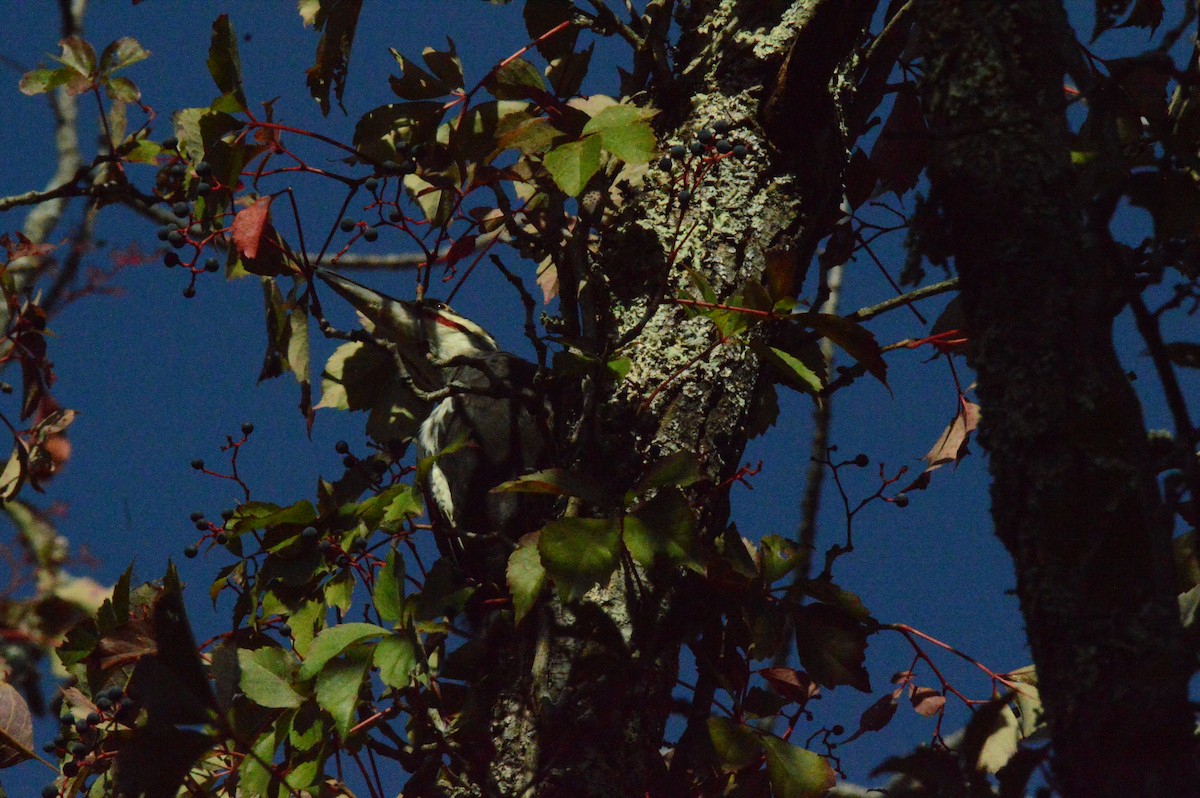 Pileated Woodpecker - ML642313079
