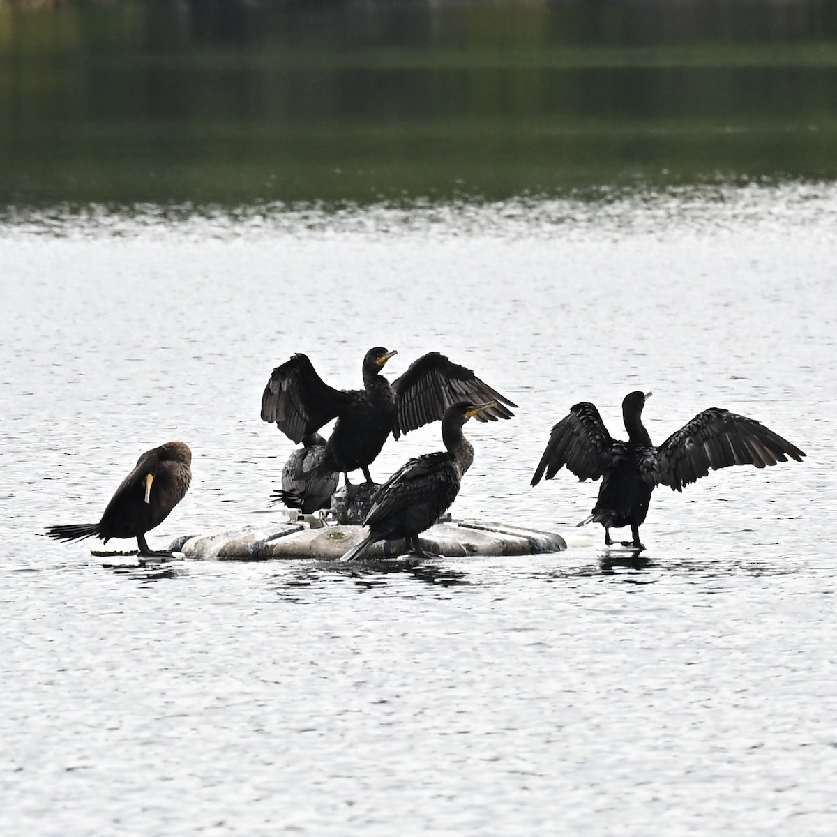 Double-crested Cormorant - ML642313090
