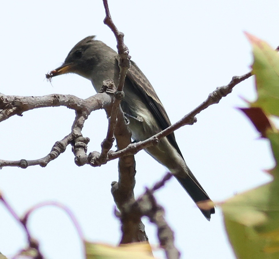Blasskehl-Schnäppertyrann - ML642313128