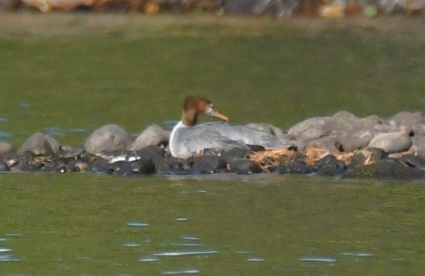 Common Merganser - ML642313158