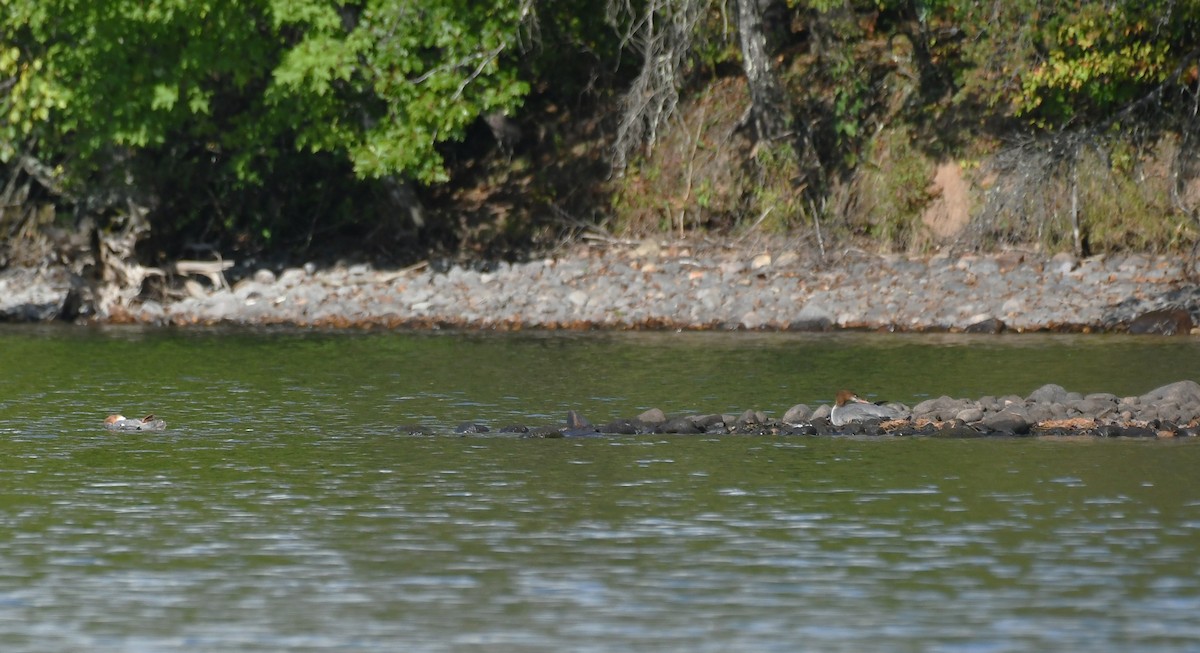 Common Merganser - ML642313159