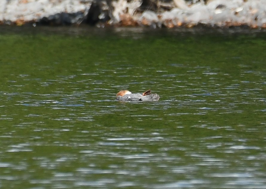 Common Merganser - ML642313160