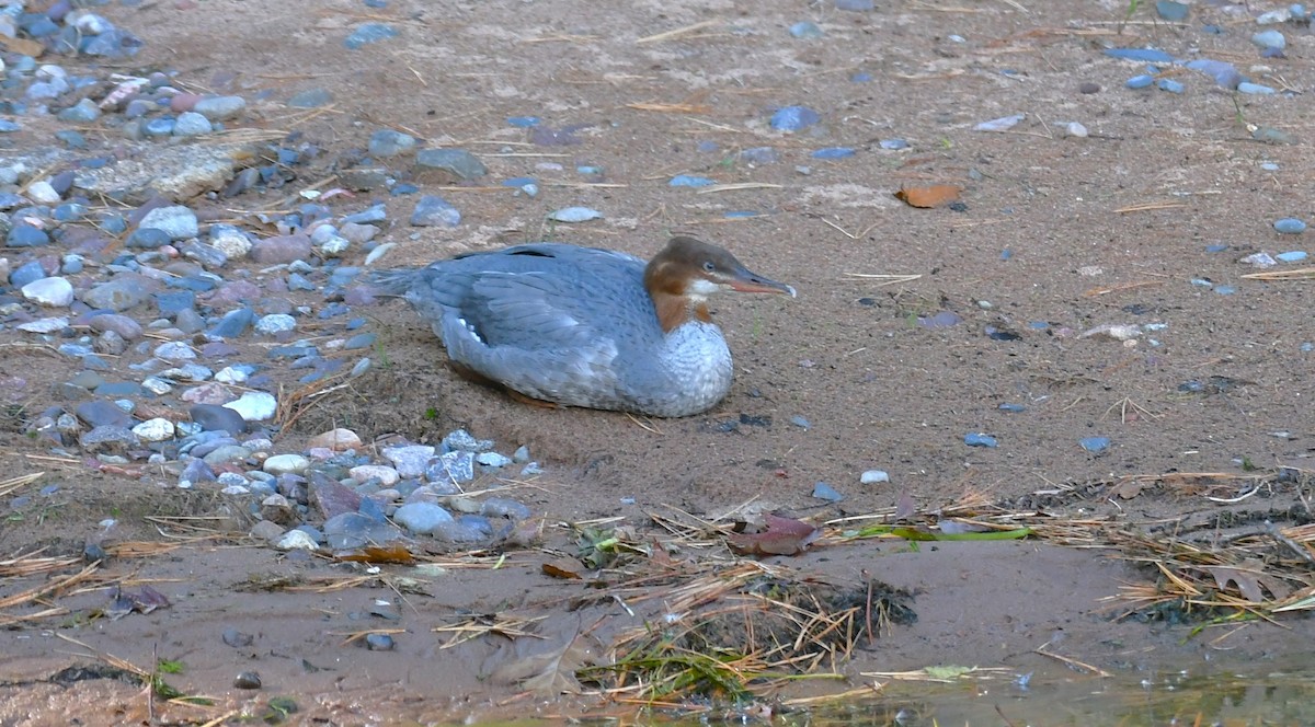 Common Merganser - ML642313161