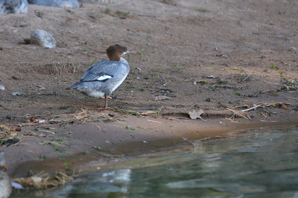 Common Merganser - ML642313162