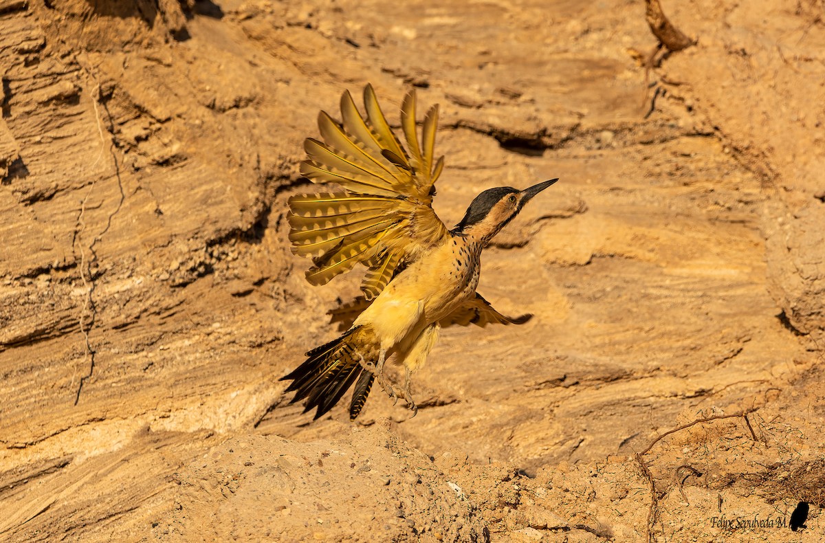 Andean Flicker - ML642313164
