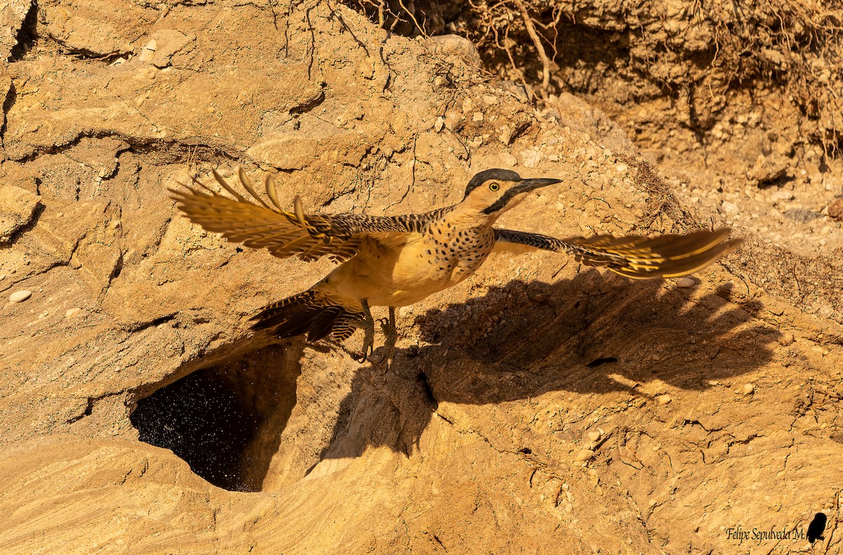 Andean Flicker - ML642313165