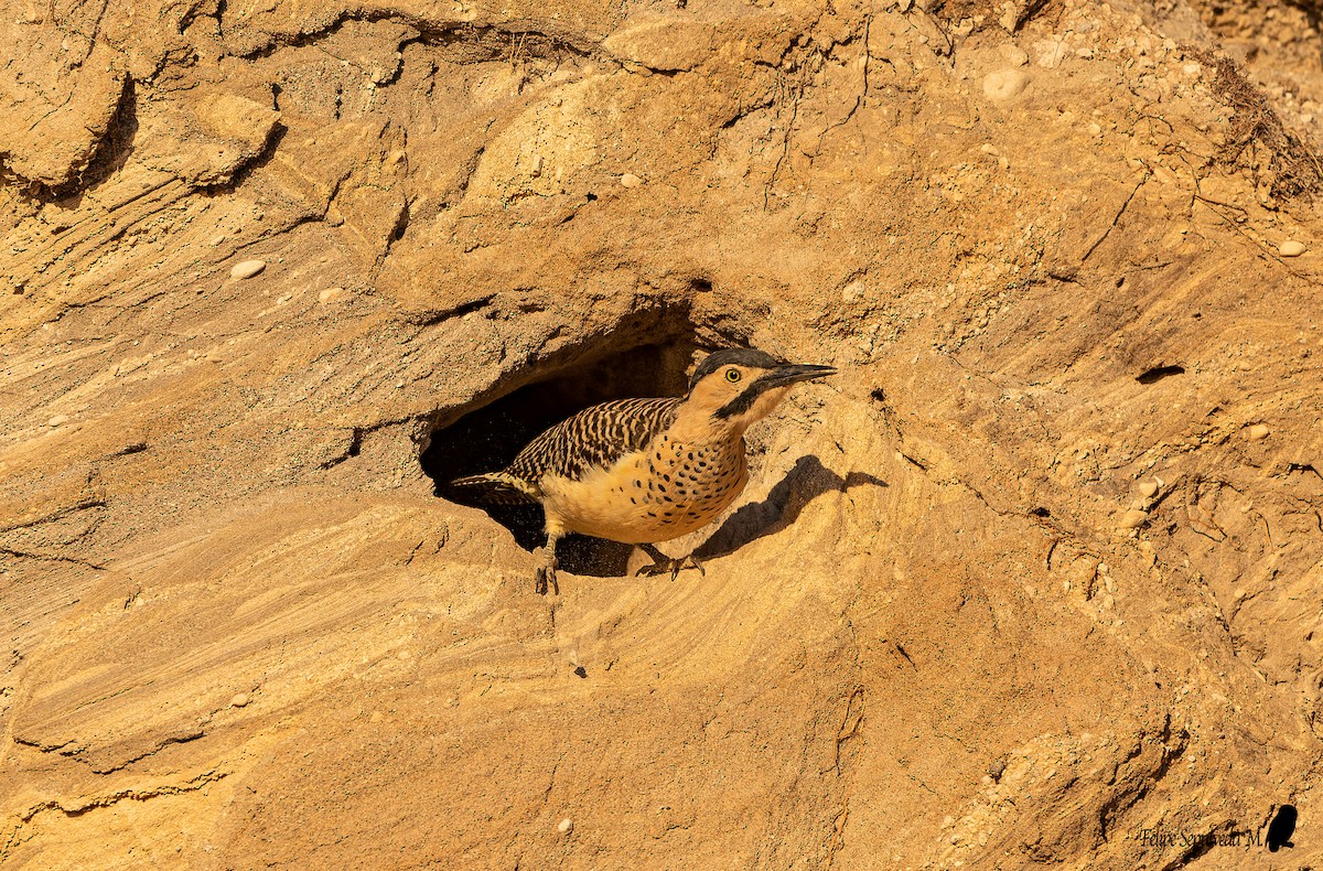 Andean Flicker - ML642313166
