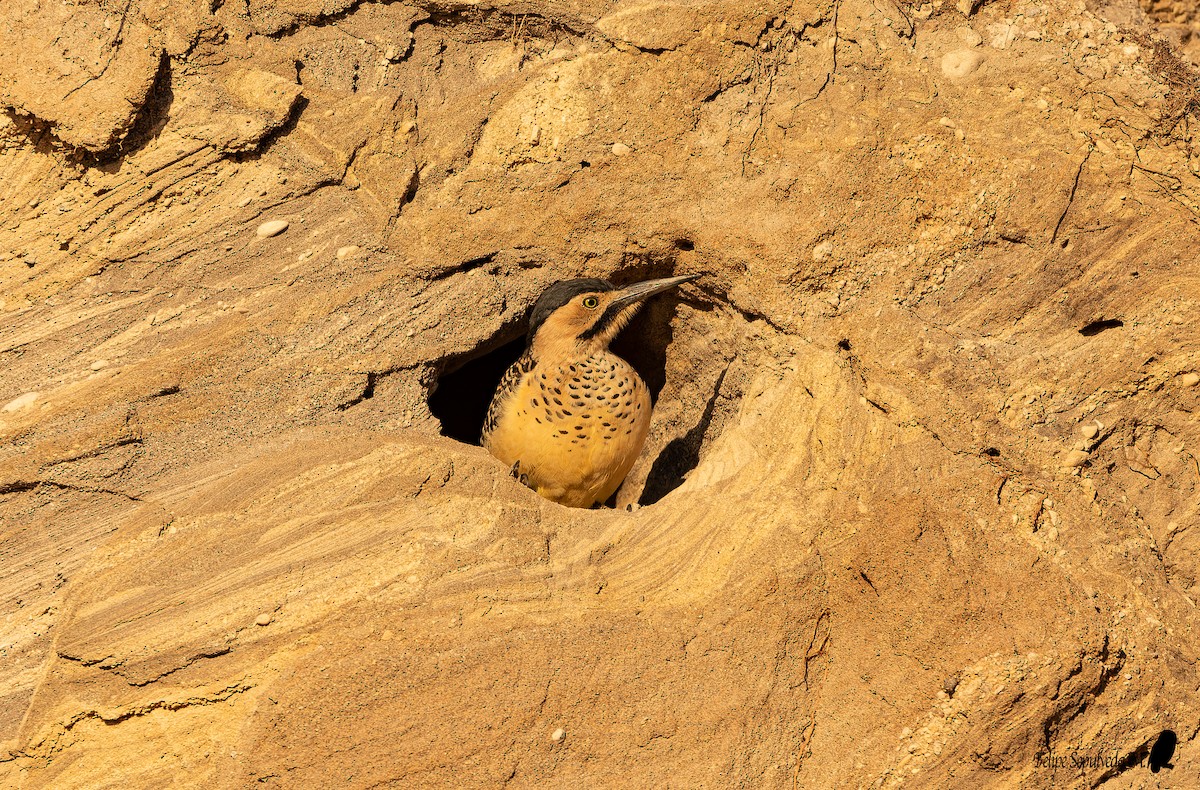 Andean Flicker - ML642313167