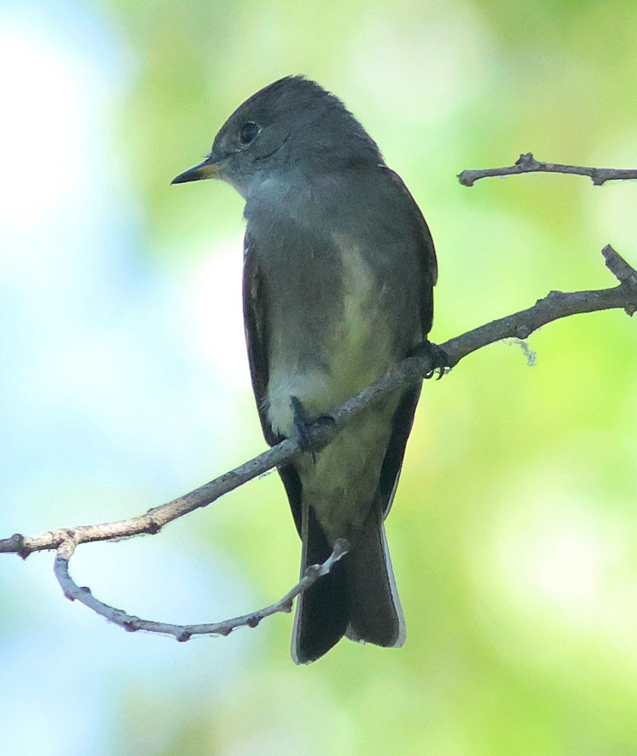 Blasskehl-Schnäppertyrann - ML642313176