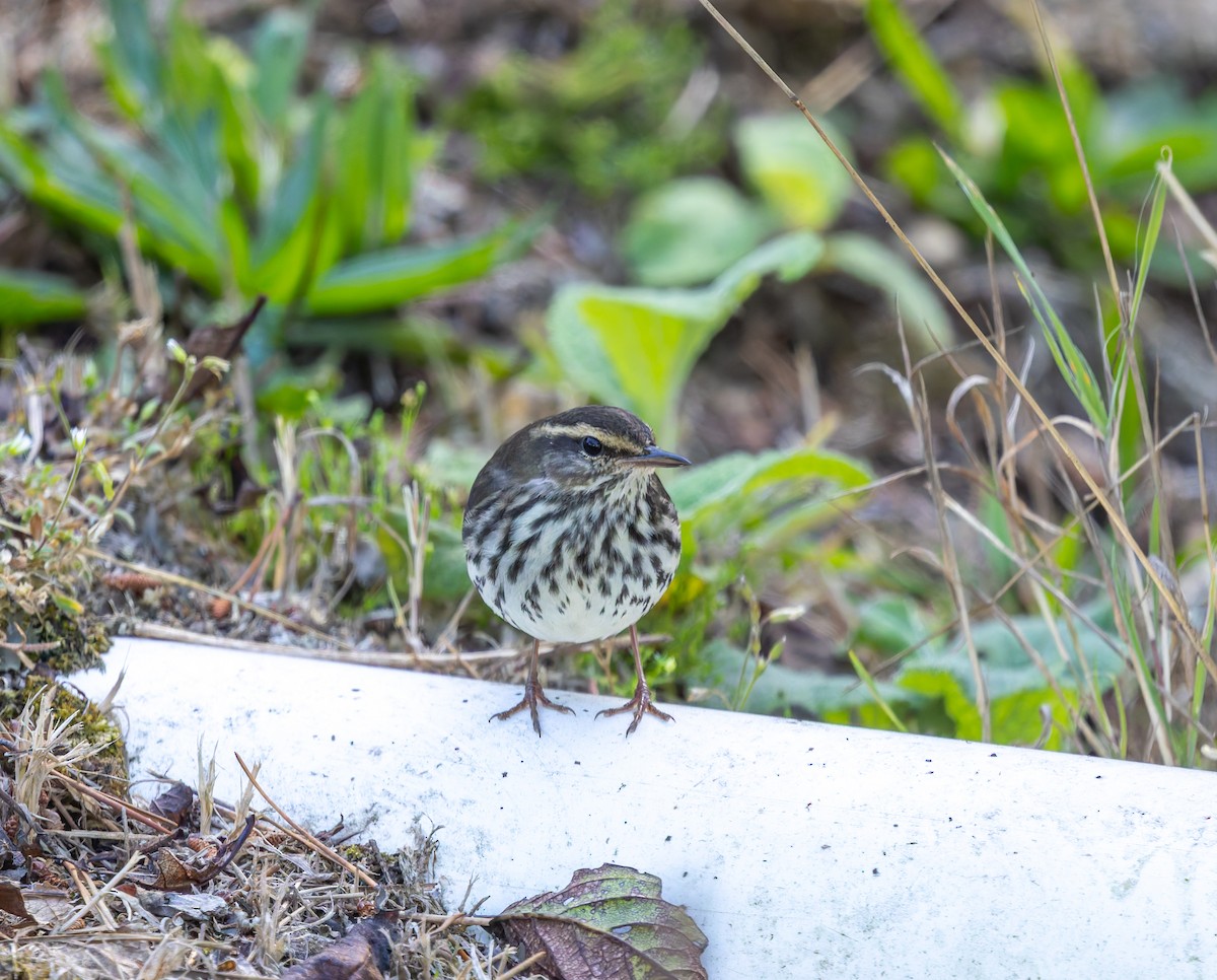 Northern Waterthrush - ML642313177