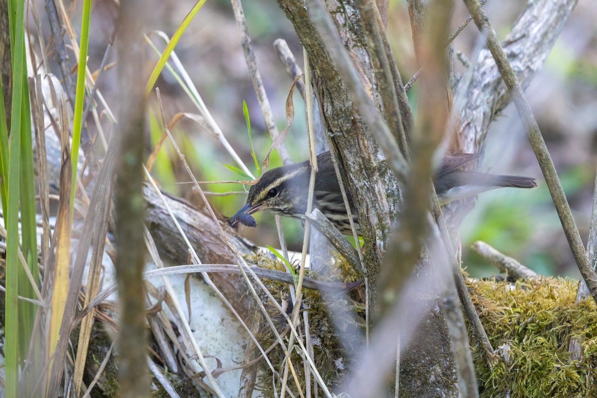 Northern Waterthrush - ML642313178