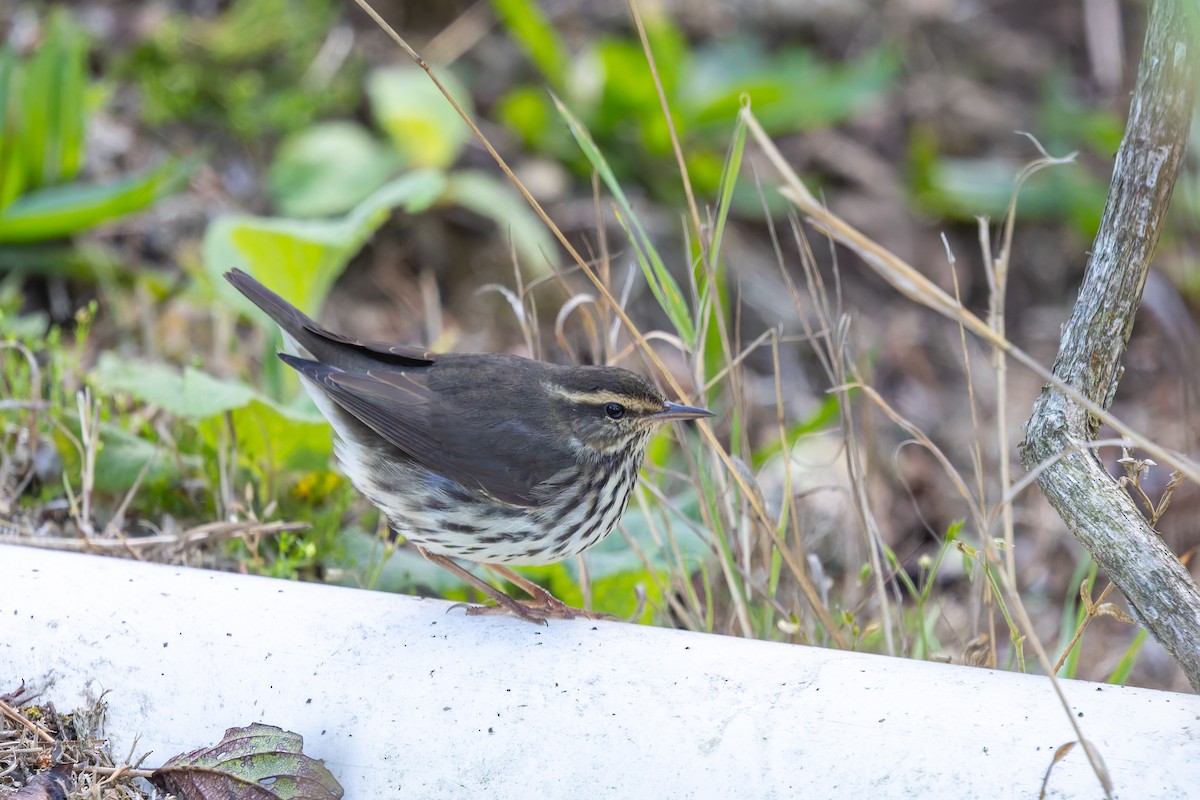 Northern Waterthrush - ML642313179