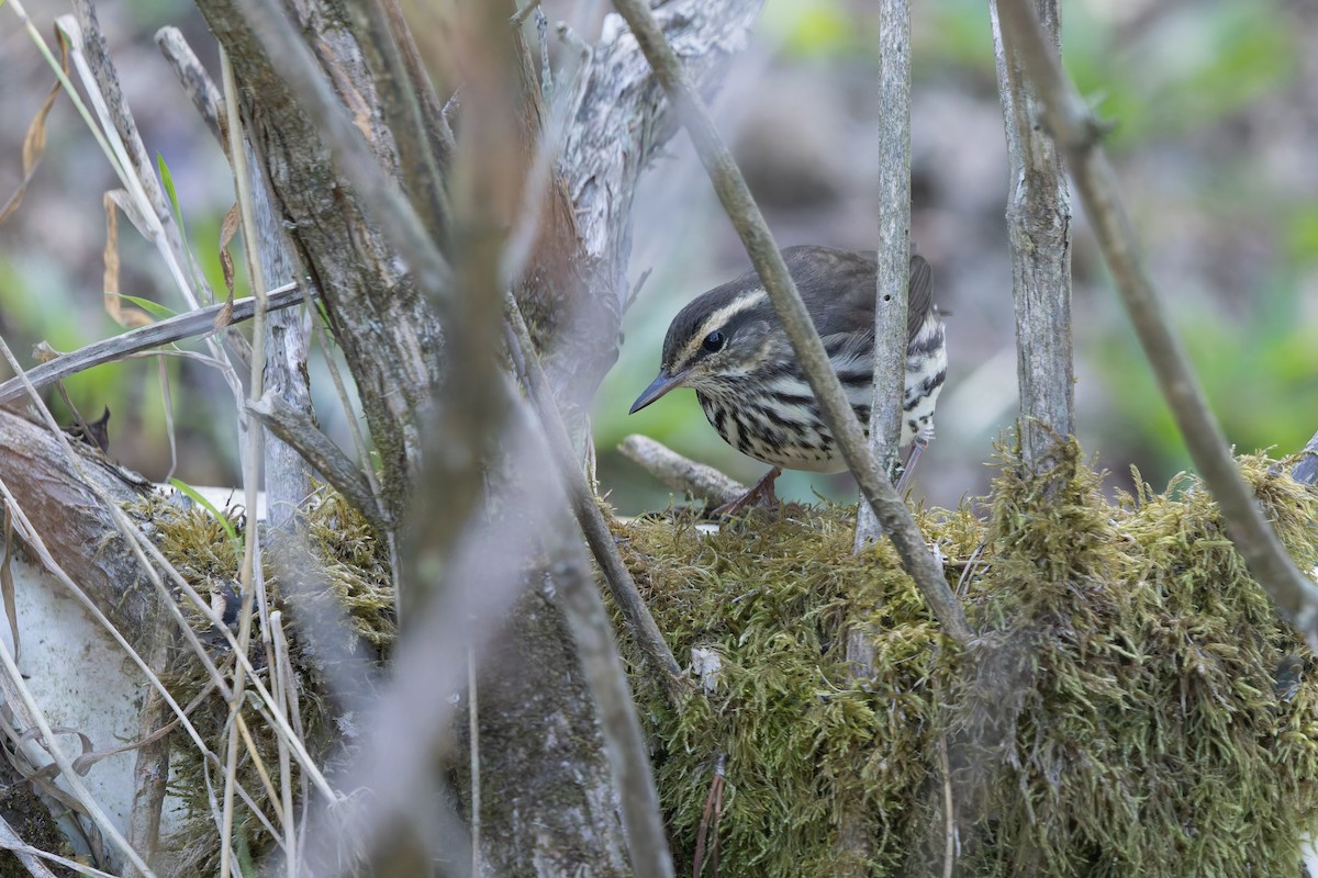 Northern Waterthrush - ML642313180