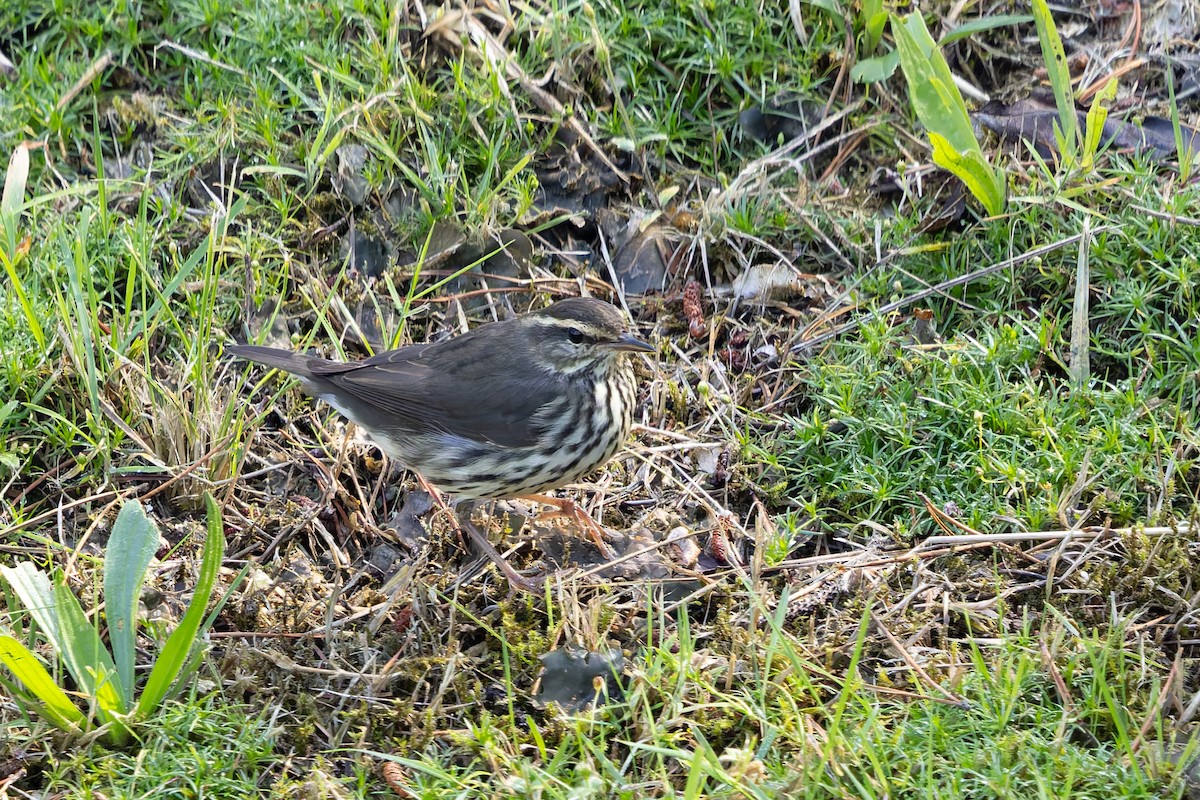 Northern Waterthrush - ML642313181