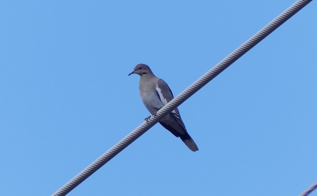 White-winged Dove - ML642313187