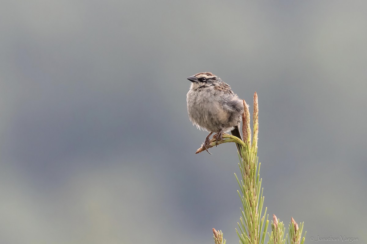 Striped Sparrow - ML642313218