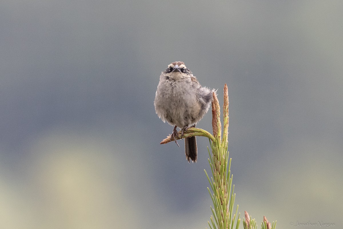 Striped Sparrow - ML642313219