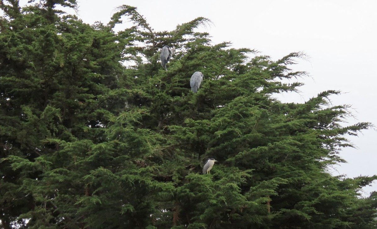 Black-crowned Night Heron - ML642313248