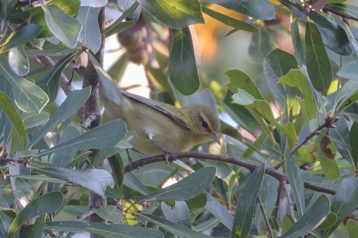 Tennessee Warbler - ML642313274