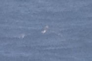 Cory's Shearwater - ML642313283
