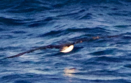 Cory's Shearwater - ML642313285