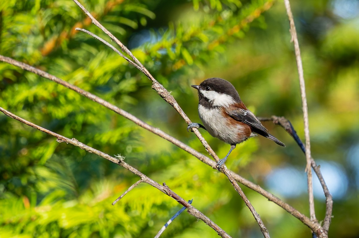 Chestnut-backed Chickadee - ML642313286