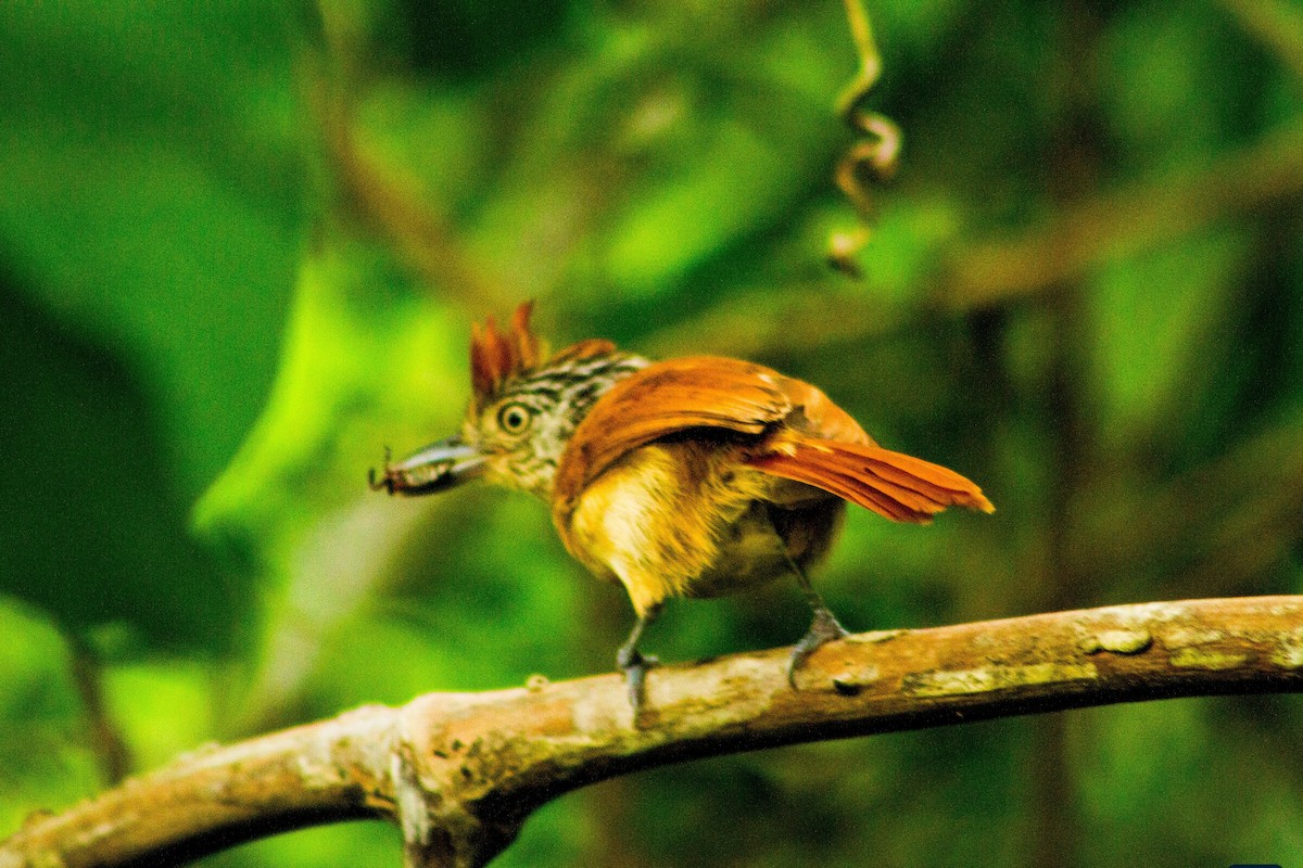 Barred Antshrike - ML642313288