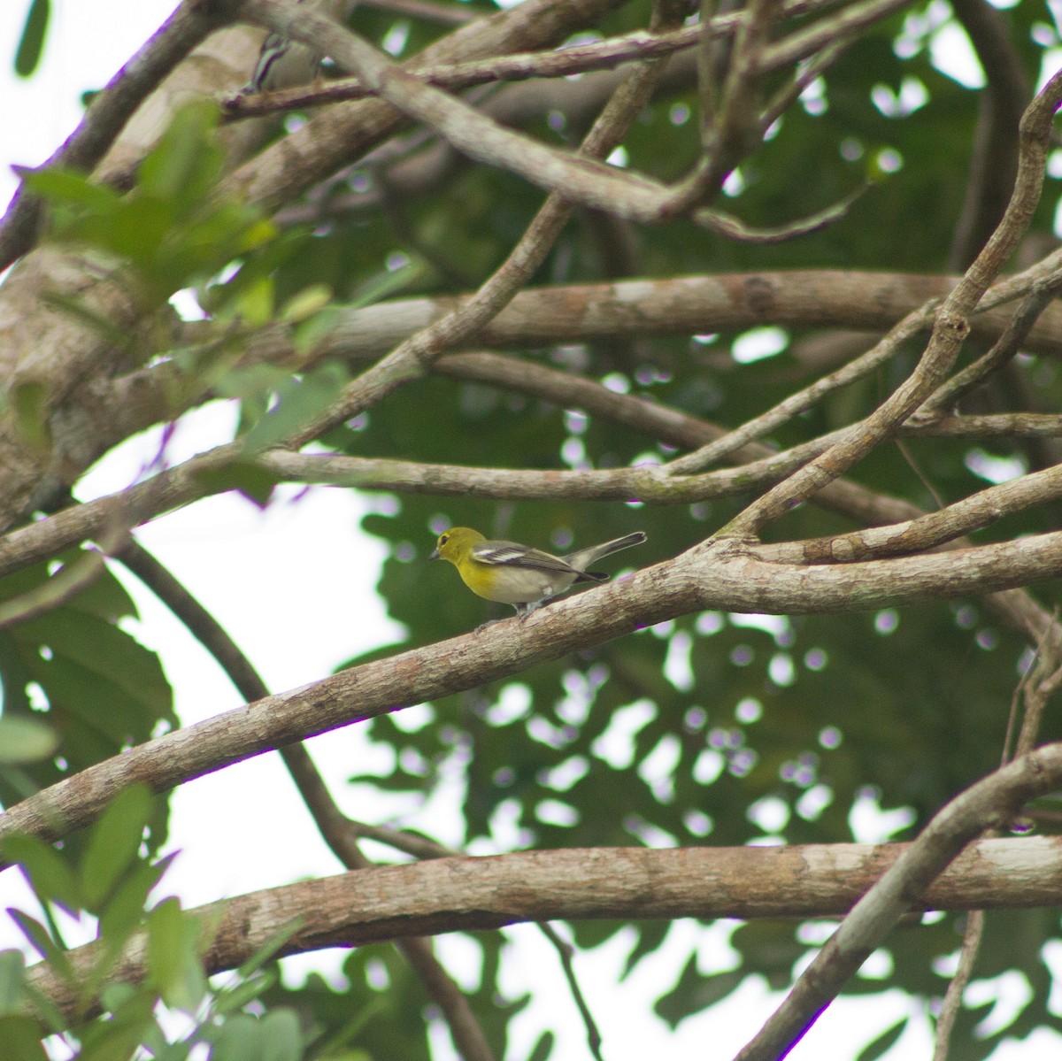Yellow-throated Vireo - ML642313291