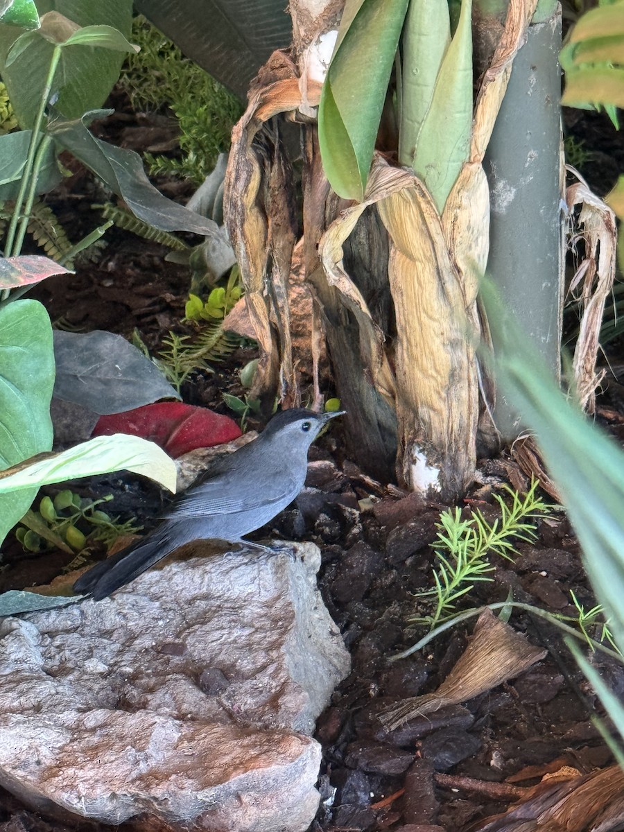 Gray Catbird - ML642313306