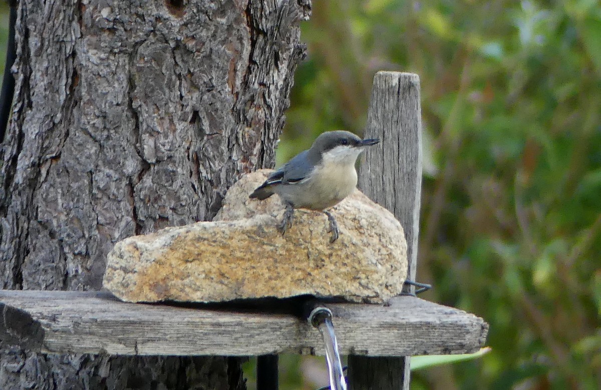 Pygmy Nuthatch - ML642313318