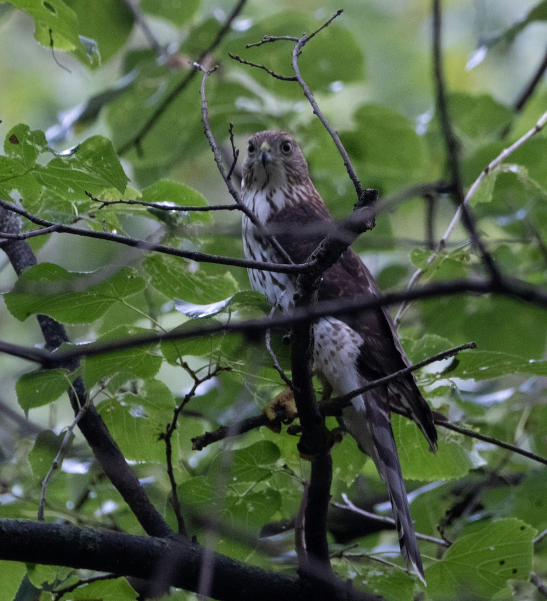Cooper's Hawk - ML642313358