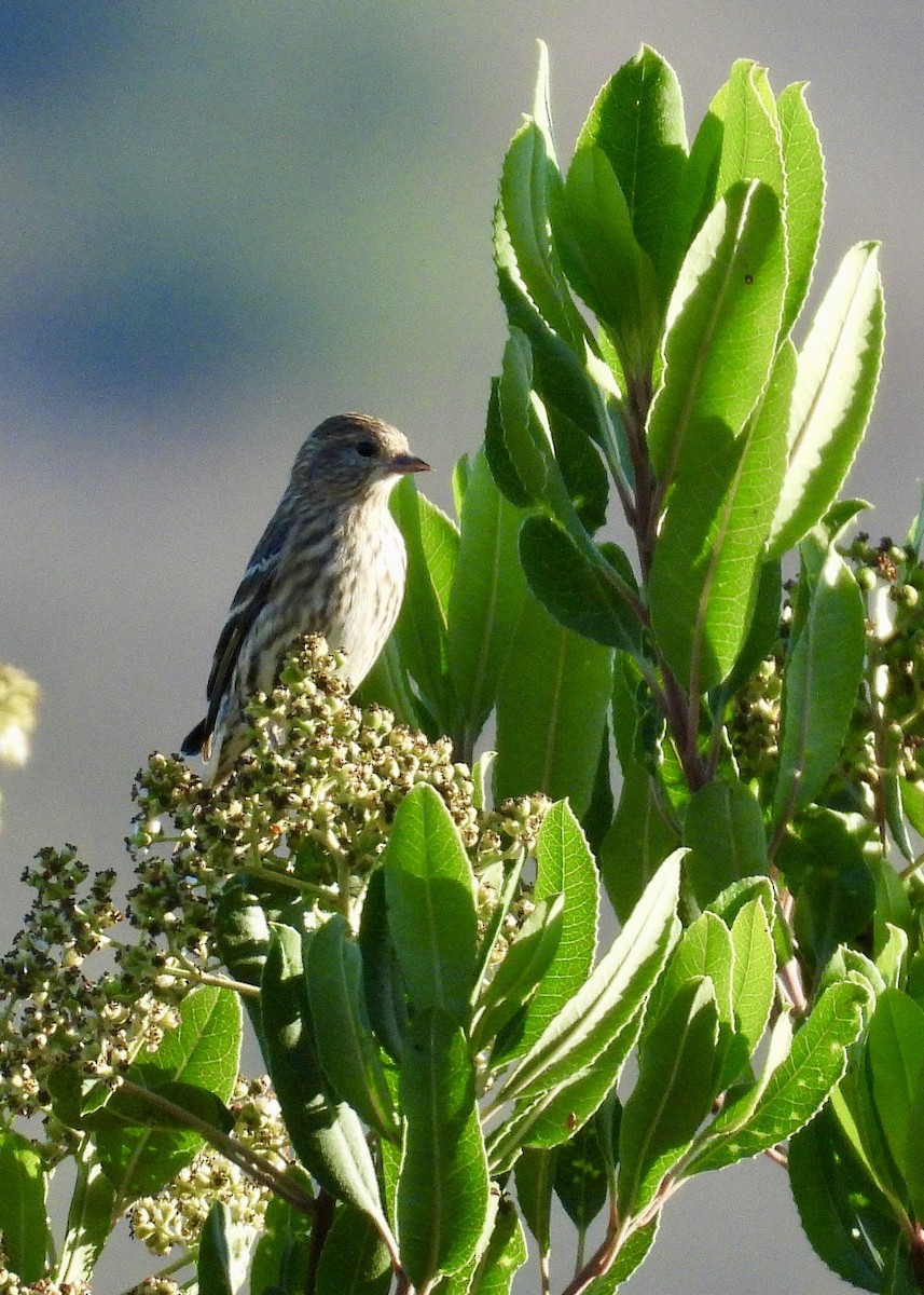 Pine Siskin - ML642313371