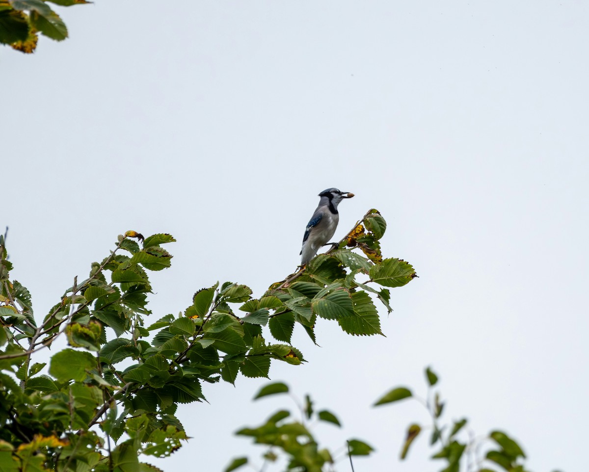 Blue Jay - ML642313378