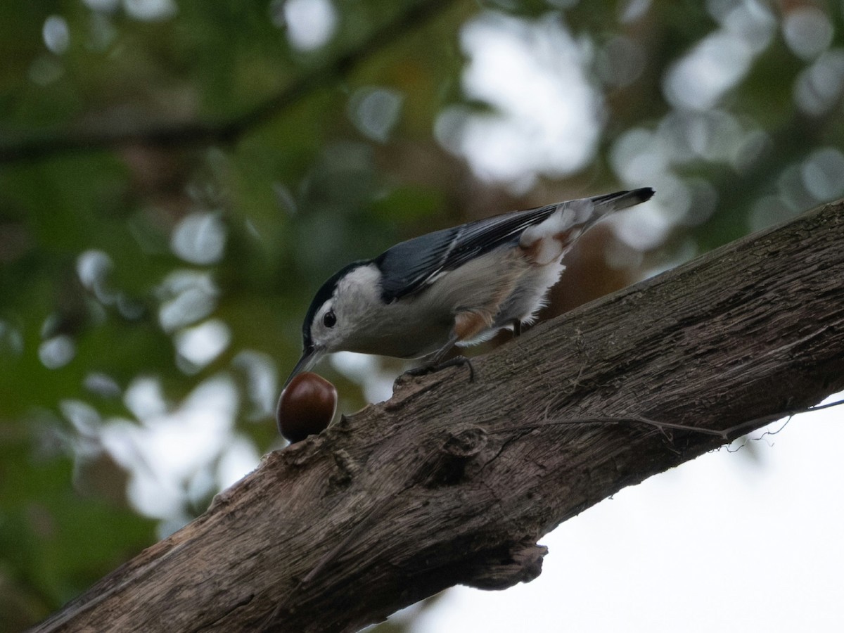 White-breasted Nuthatch - ML642313388