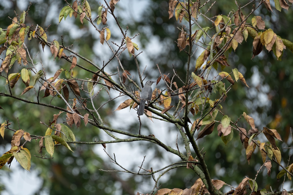 Gray Catbird - ML642313396