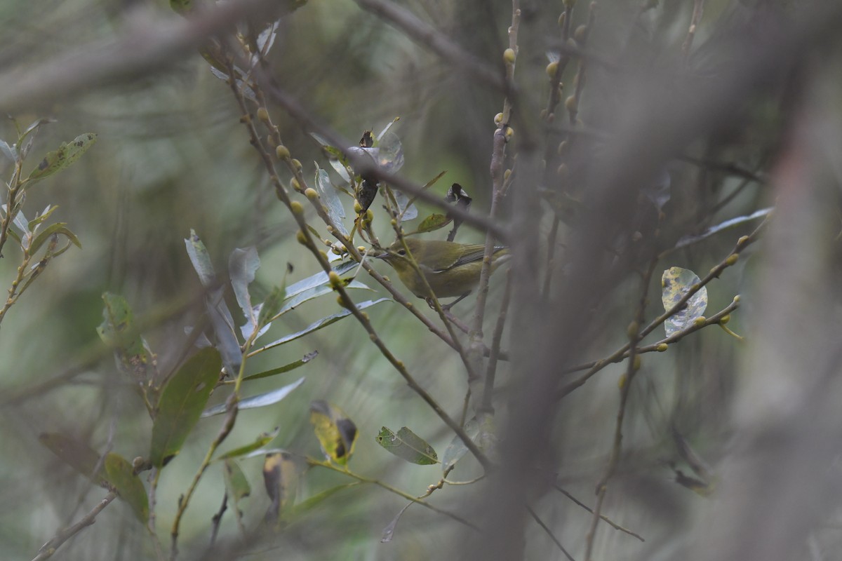 Tennessee Warbler - ML642313420