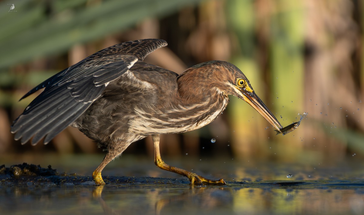 Green Heron - ML642313428