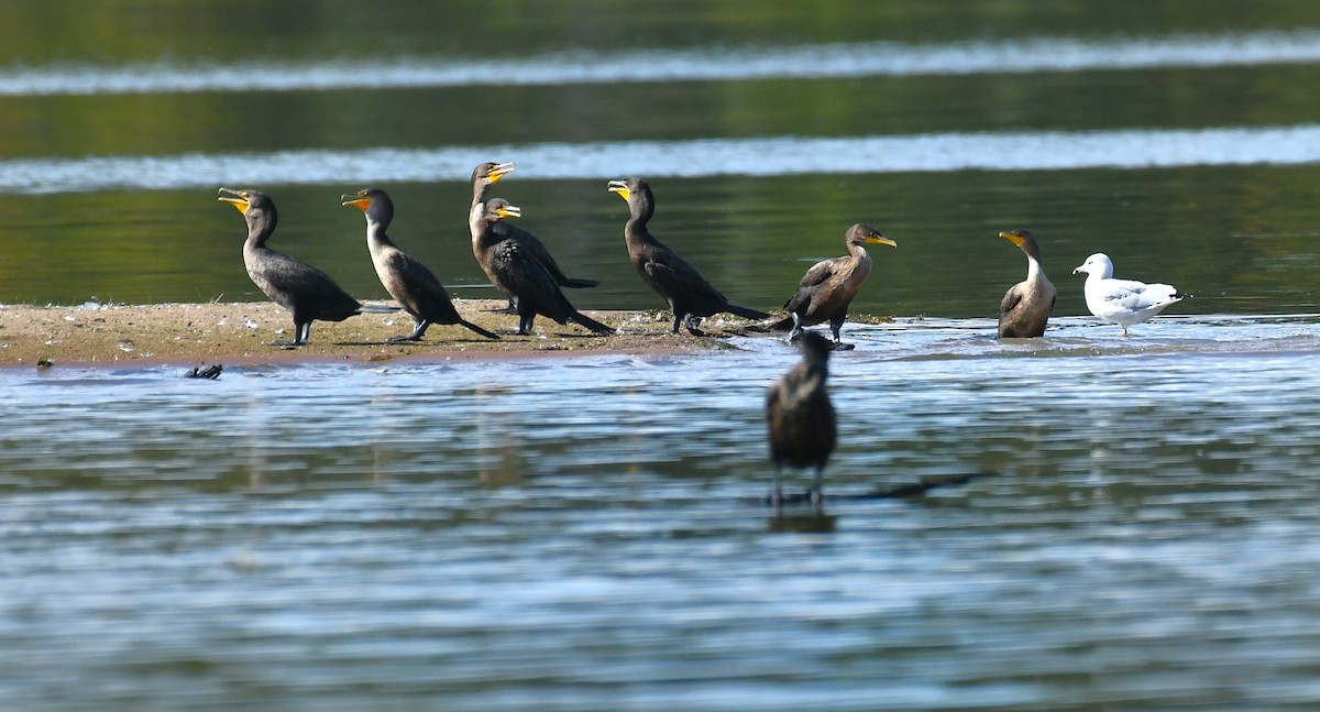 Double-crested Cormorant - ML642313430