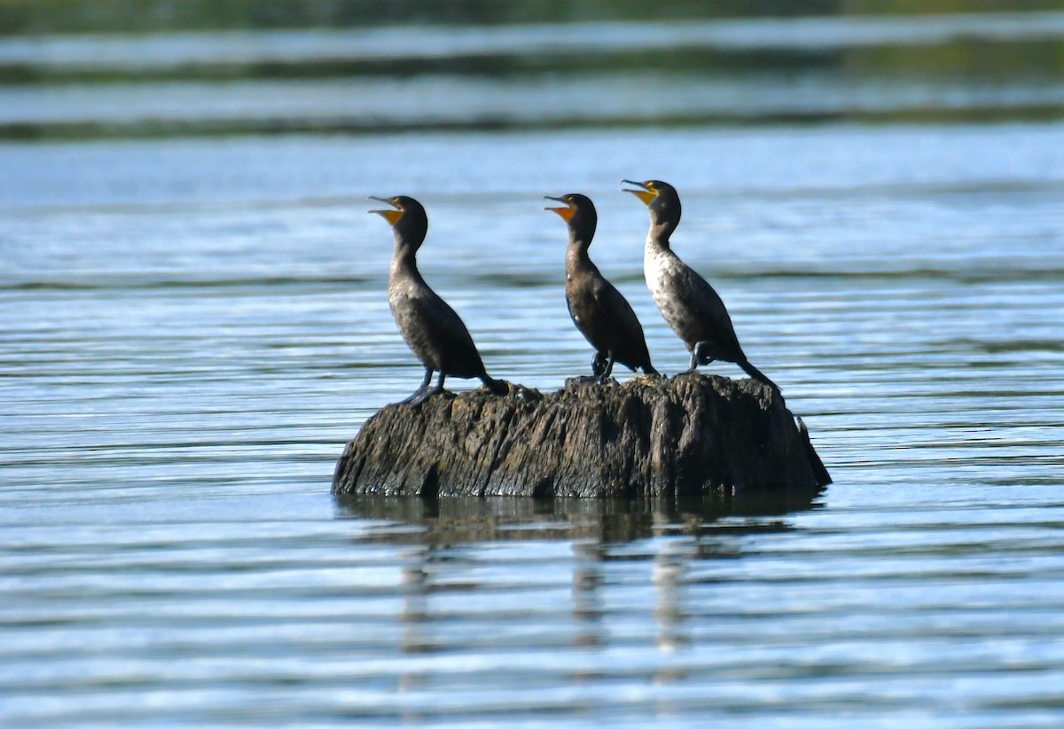 Double-crested Cormorant - ML642313431