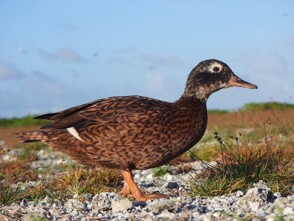 Laysan Duck - ML642313434
