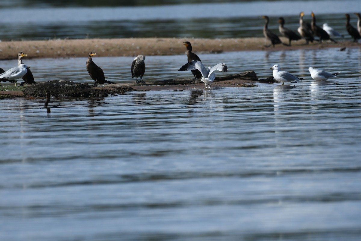 Double-crested Cormorant - ML642313435