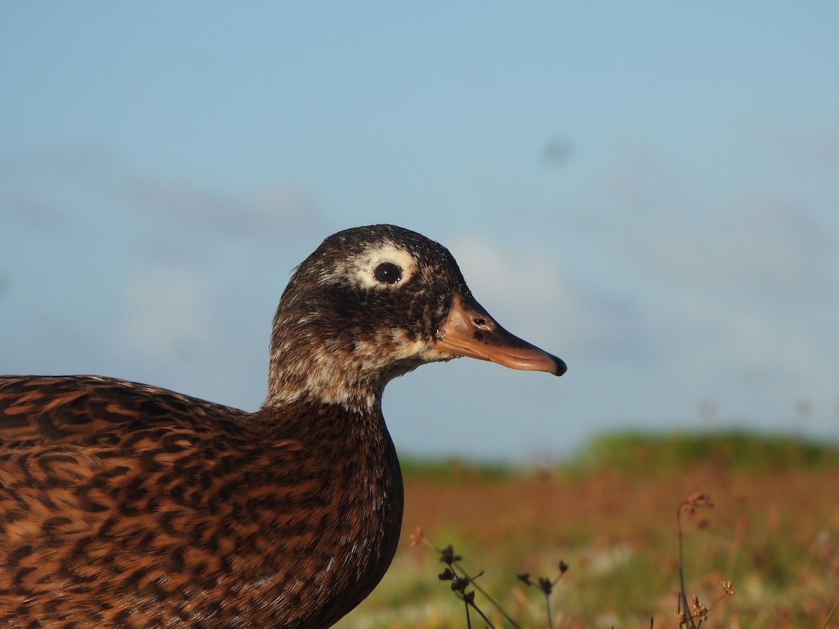Laysan Duck - ML642313436