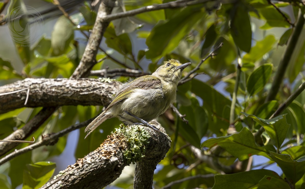 Kalın Gagalı Vireo - ML642313437
