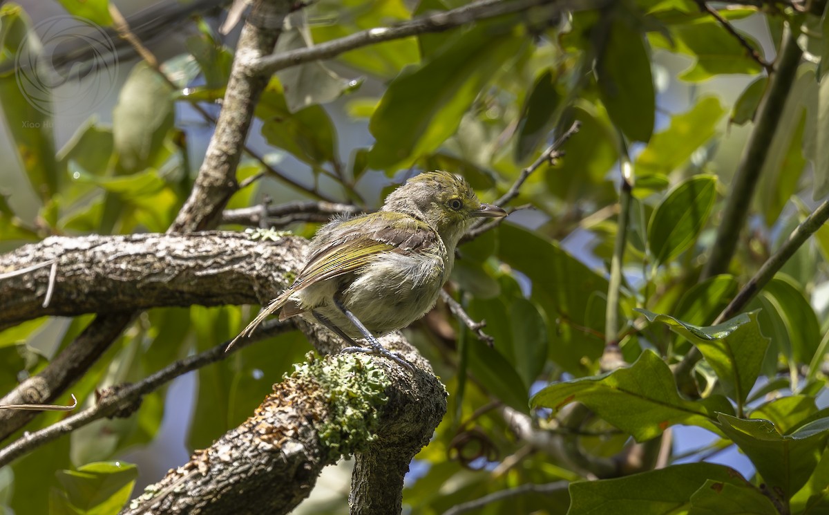 Kalın Gagalı Vireo - ML642313438