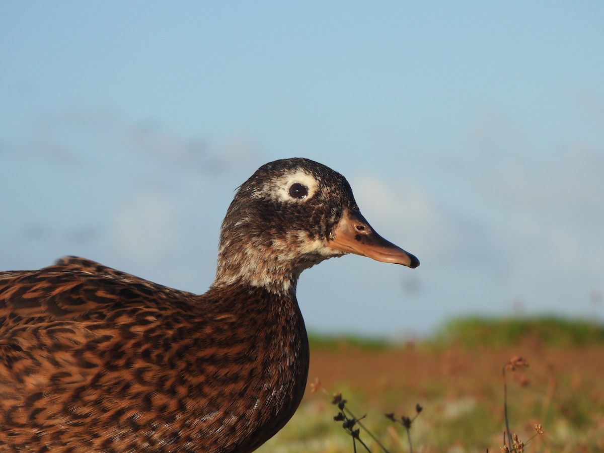 Laysan Duck - ML642313440