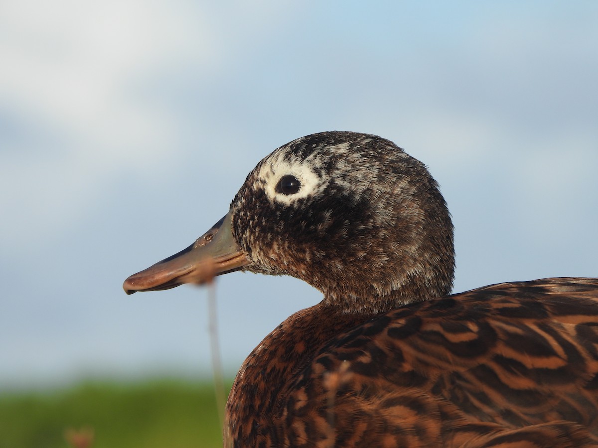 Laysan Duck - ML642313441
