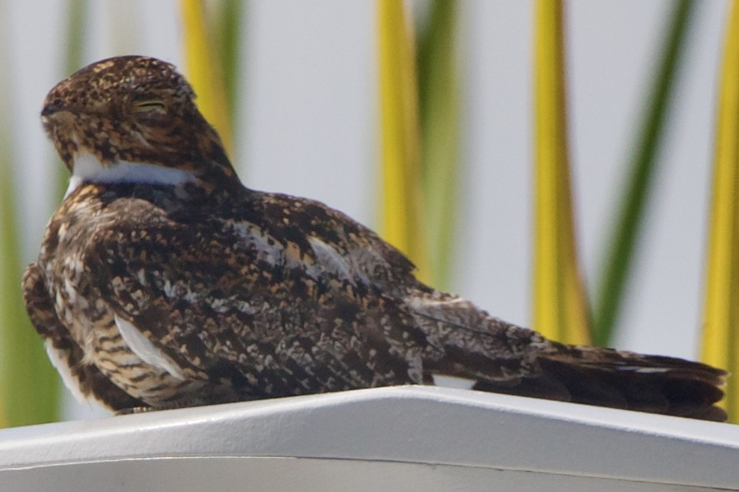 Antillean Nighthawk - ML642313443