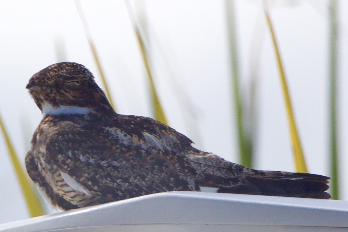 Antillean Nighthawk - ML642313445