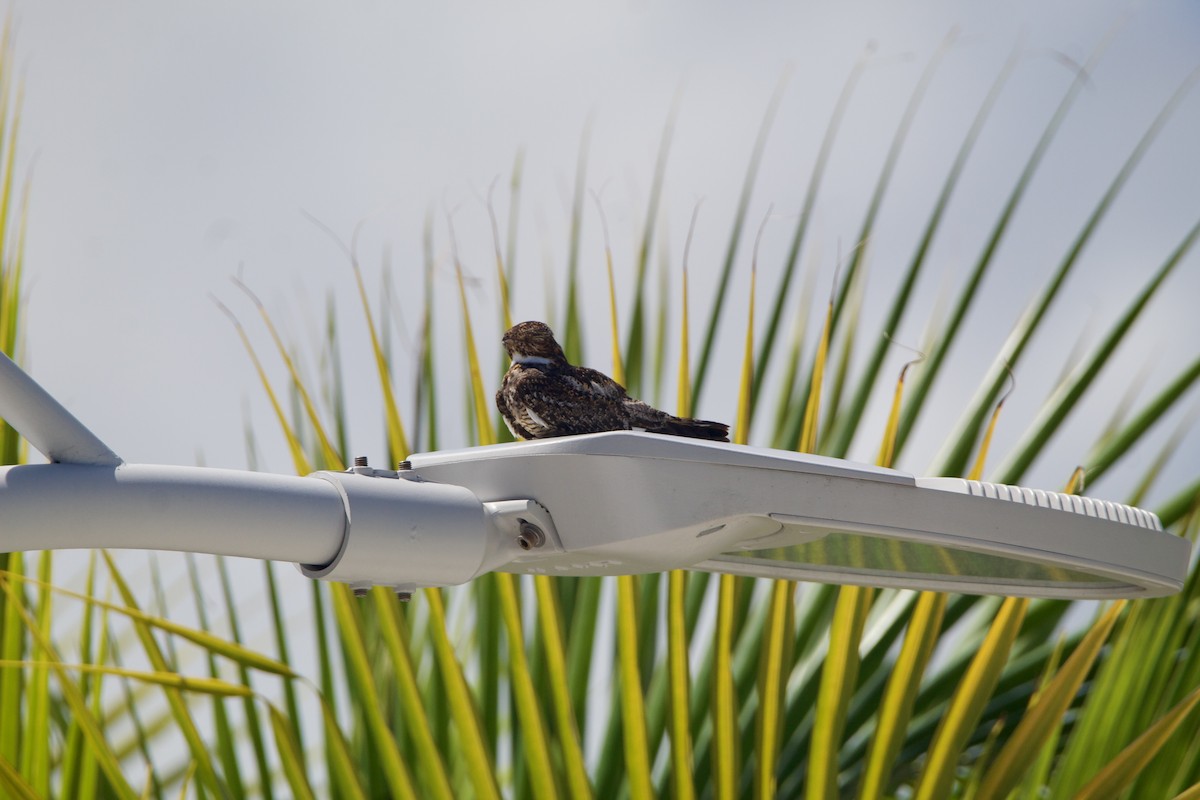 Antillean Nighthawk - ML642313446